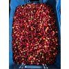 Venezuela (Velikost balení 1000g ( 1Kg))