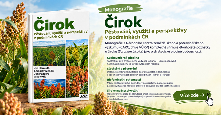 čirok