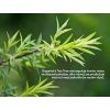 Tea tree sampon 03