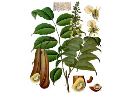 Myroxylon balsamum Köhler–s Medizinal Pflanzen 141