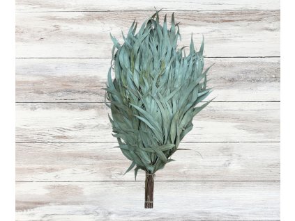 Eukalyptové metličky