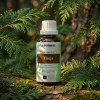 W19 EN Thuja (1)