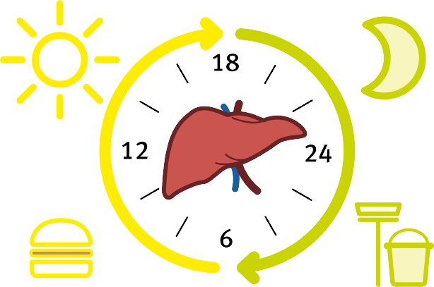 Umožnit proudění energie jater a žluči
