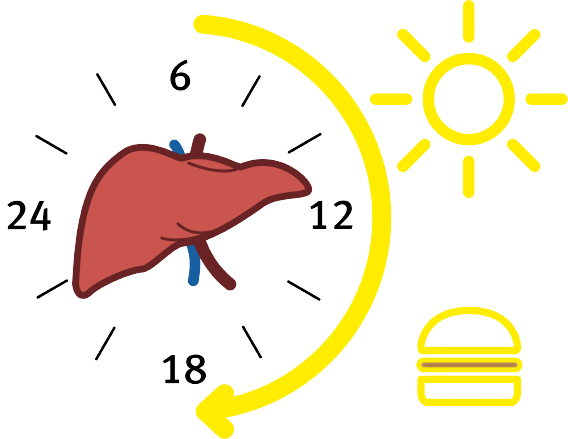 Játra získávají z jídla to nejlepší