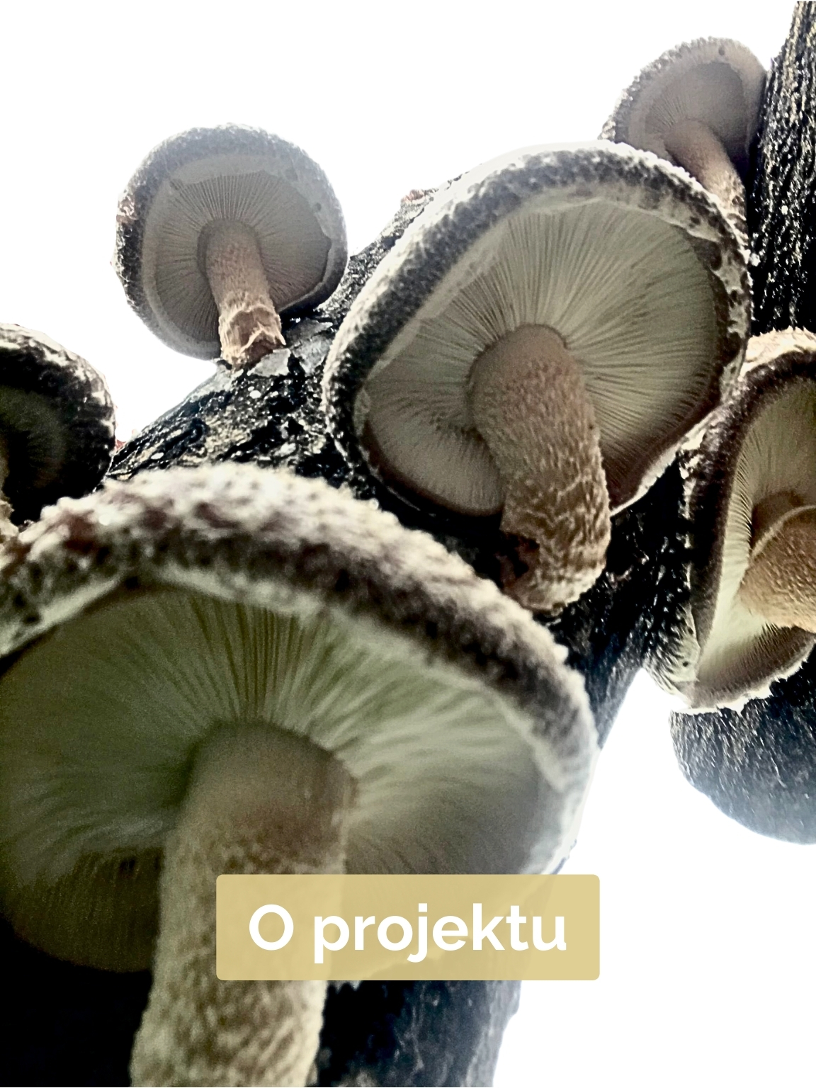 O projektu