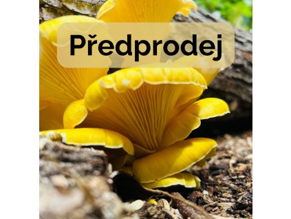 Hlívmen žluťák