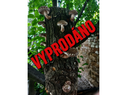 ChatGPT Image 6. 5. 2026 10 27 06