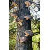 Shiikmen RODINNÝ SET - Shiitake z dubu