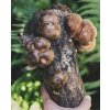 Shiikmen S, 30 cm - Shiitake z dubu