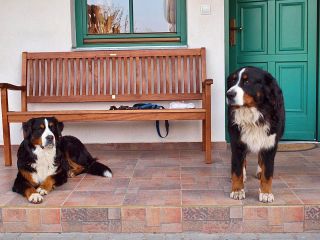 Navštivte náš penzion i se svými domácími mazlíčky. Pejsci a i jiní domácí mazlíčci jsou u nás vždy vítáni 🐶🐱🐹🐦🐰....