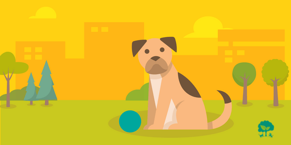 5 prírodných riešení alergií u psov