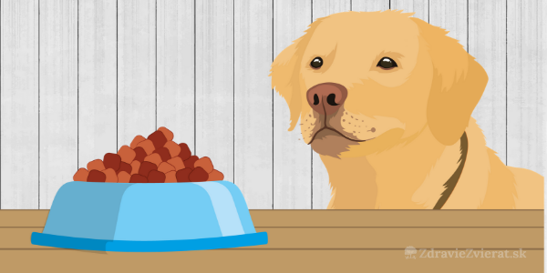 6 príznakov toho, že váš psík potrebuje zmenu krmiva