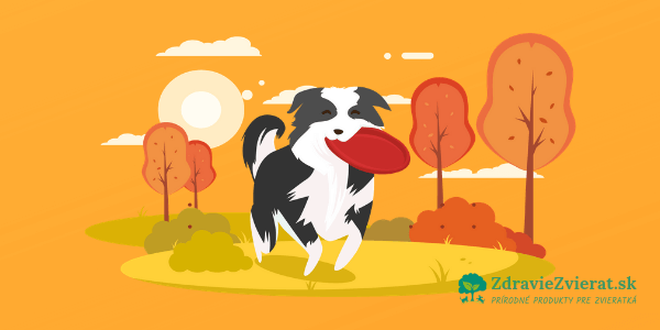 Ako môžete pomôcť svojmu starnúcemu zvieratku: 10 dôležitých zásad