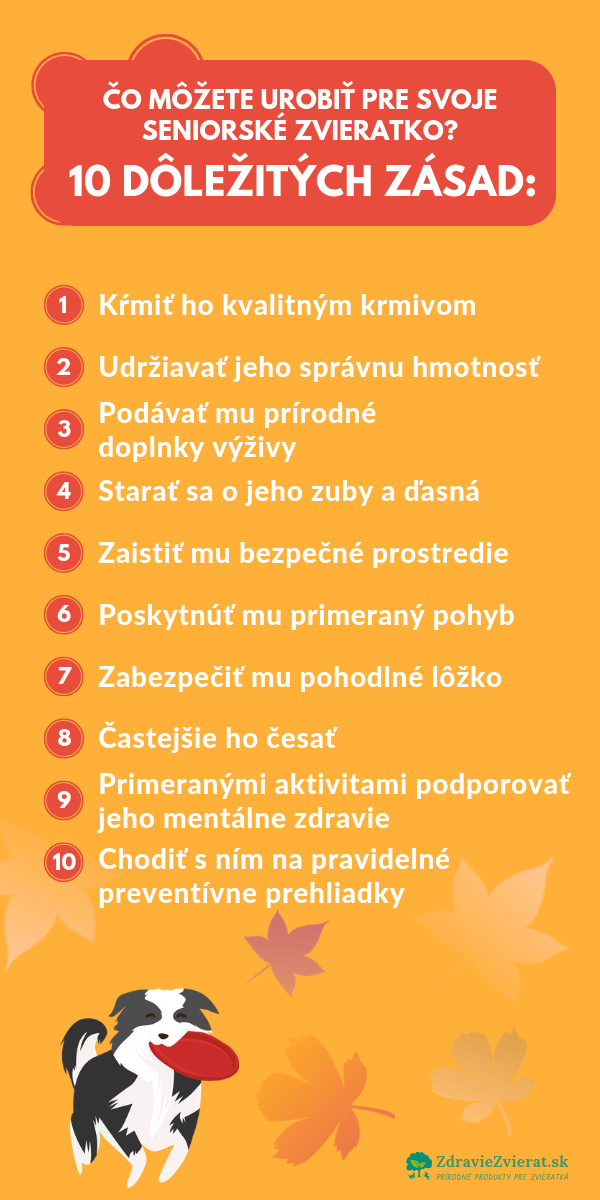 co-mozete-urobit-pre-svoje-seniorske-zvieratko-10-dolezitych-zasad