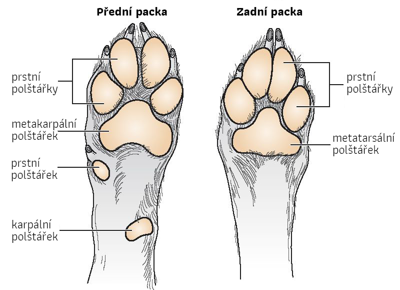 anatomia-psej-labky