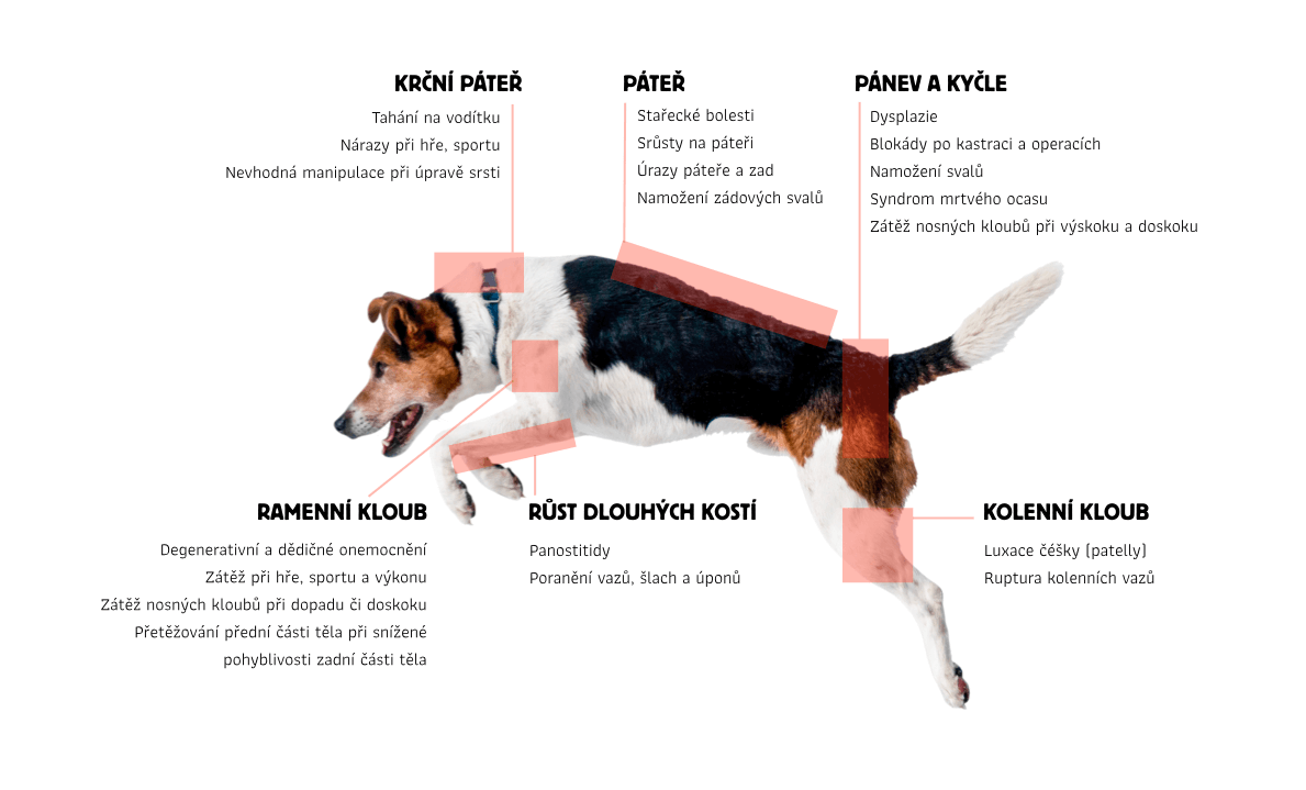 bolest_a_pohybovy_aparat_pes_dokonalalaska_infografika_boswelie