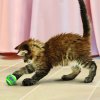 kong cat active tennis balls tenisove lopticky so zvoncekom 3 ks4