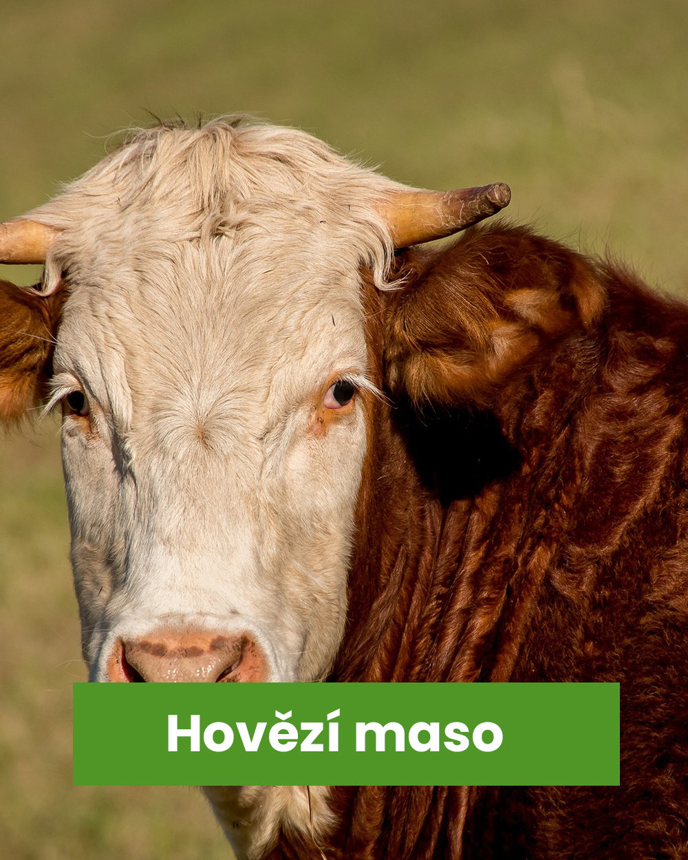 Hovězí maso