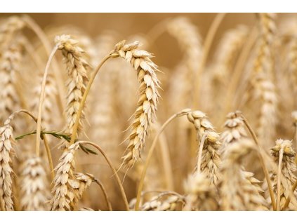 wheat 6536039 640
