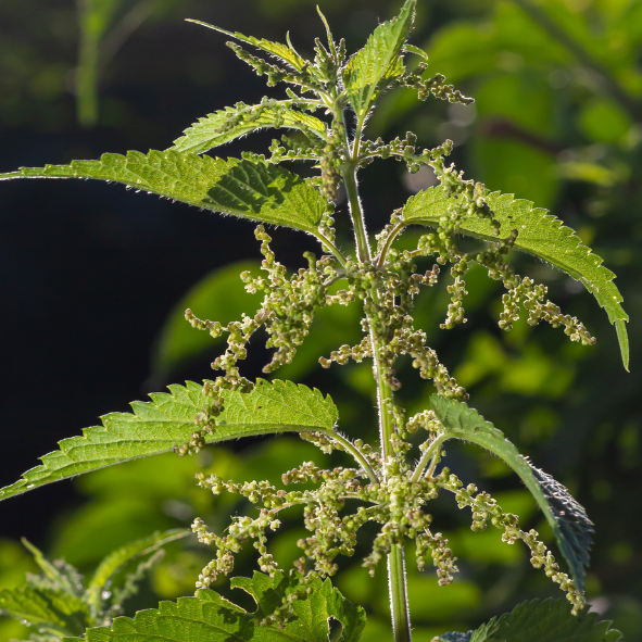 Kopřiva dvoudomá: Podceňovaná královna jarních bylin