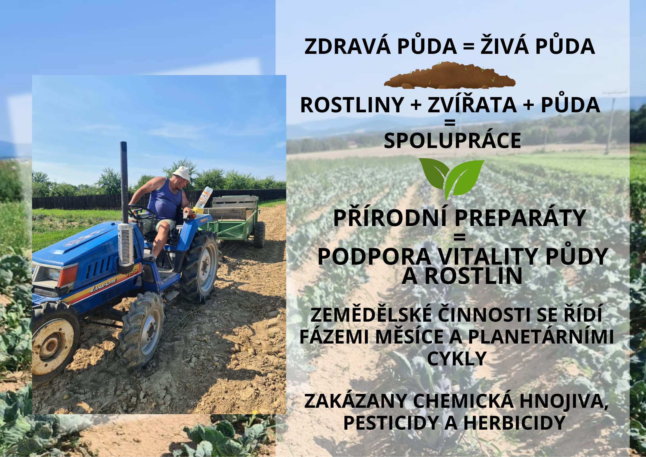 podporuje funkci štítné žlázy (15)