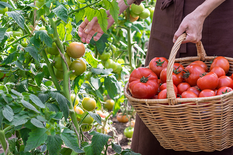 rajčíny a ruka zber