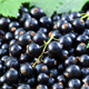 Image blackcurrant