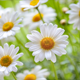 Image chamomile