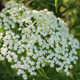 Image elderflower