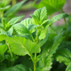Image lemonbalm