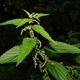 Image nettle