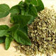 Image oregano
