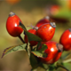 Image rosehip
