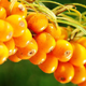 Image seabuckthorn