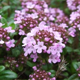 Image thyme