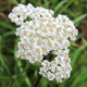 Image yarrow
