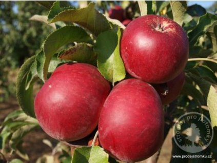 Jabloň Allegro na podnoži M 26.