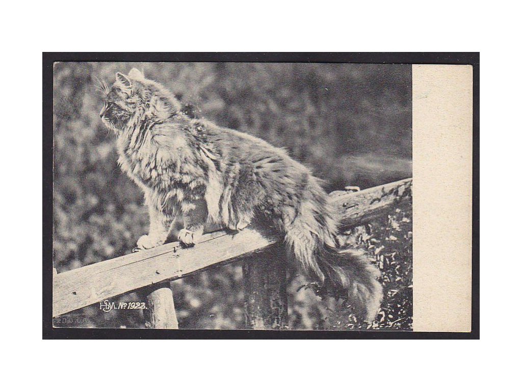 Kočka na plotě, ca 1900