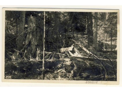 48- Prachaticko, Boubínský prales, cca 1930