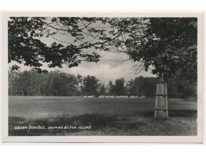 31 - Kutnohorsko, obora Žehušice, skupina bílých jelenů, cca 1935