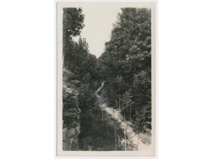 57 - Rychnovsko, Solnice, "Šárka", lesní partie, foto F. Nejedlý, cca 1926