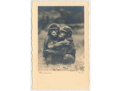 Námětová pohlednice, Dvě opice, "Kamarádi", cca 1935