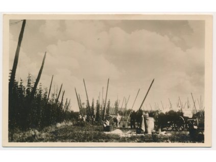 34 - Lounsko, Želeč, oživená partie z chmelnice, cca 1955