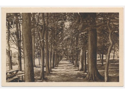 45 - Pelhřimovsko, Dobrá Voda, Lípová alej, cca 1925