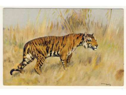 Tygr na louce, ca 1925
