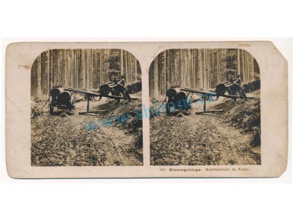 66 - Krkonoše, nakládání dřeva před svozem, zcela unikátní foto, 1885