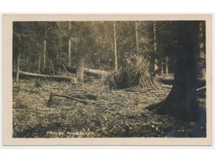 48 - Prachaticko, oživená partie z Boubínského pralesa, cca 1946
