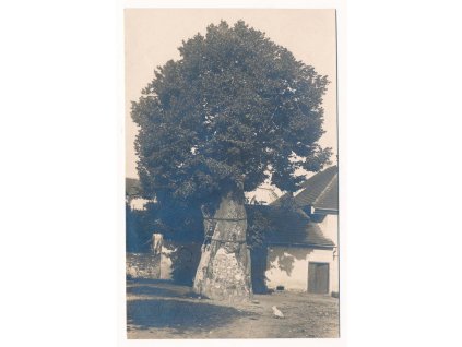 13 - Českokrumlovsko, Zlatá Koruna, oživená lípa na návsi, zajímavé, cca 1907