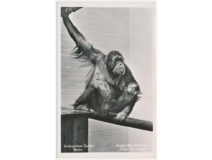 Německo, ZOO Berlín, Orang-Utan-Weibchen "Cleo", orangutani, cca 1930