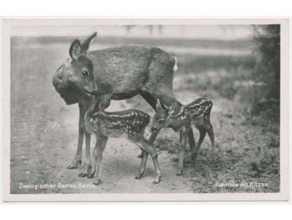 Německo, ZOO Berlín, Rehricke mit Kitzen, laň a koloušci, cca 1930